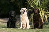 LABRADOR 1110